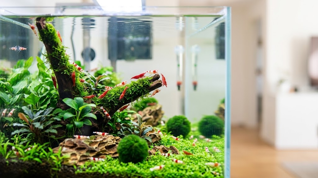 Do Opae Ula Shrimp Need to Be Fed?
