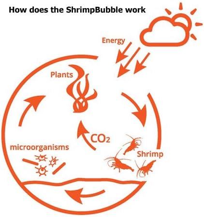 Shrimp Bubble Ecosystem - Duo