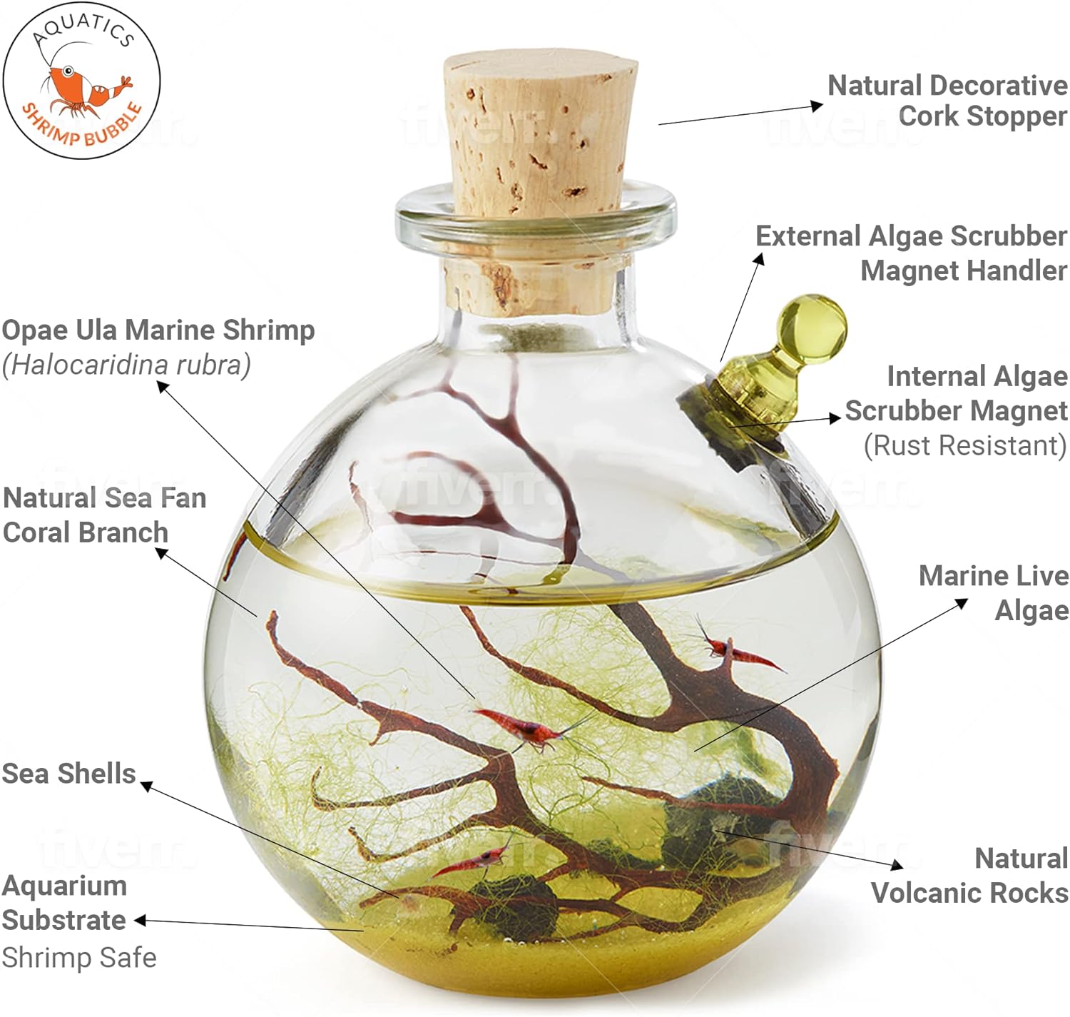 Coralline Algae in a Bottle, Marine Aquarium Supplies