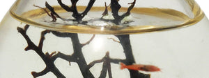 The Amazing Shrimp Bubble
