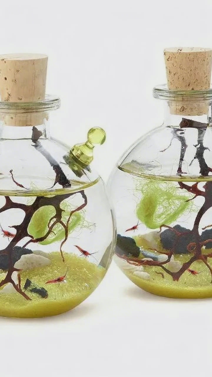 Shrimp Bubble Ecosystem - Duo