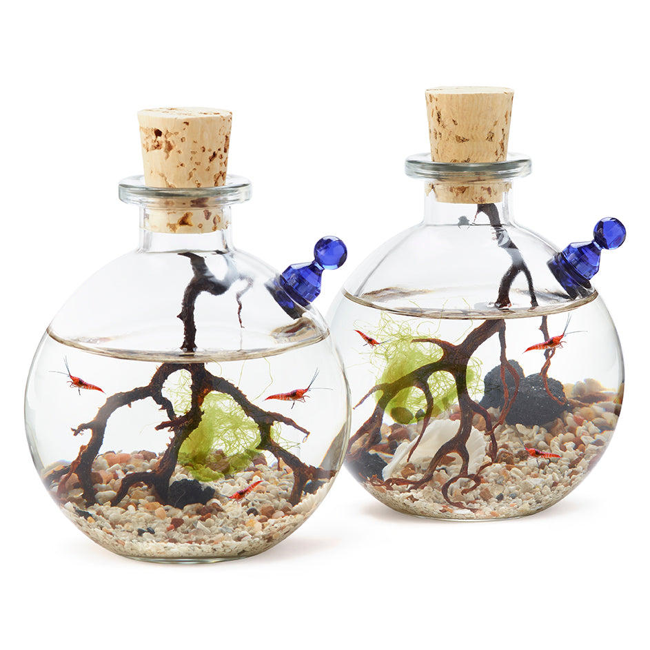 Shrimp Bubble Ecosystem - Duo