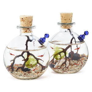 Shrimp Bubble Ecosystem - Duo