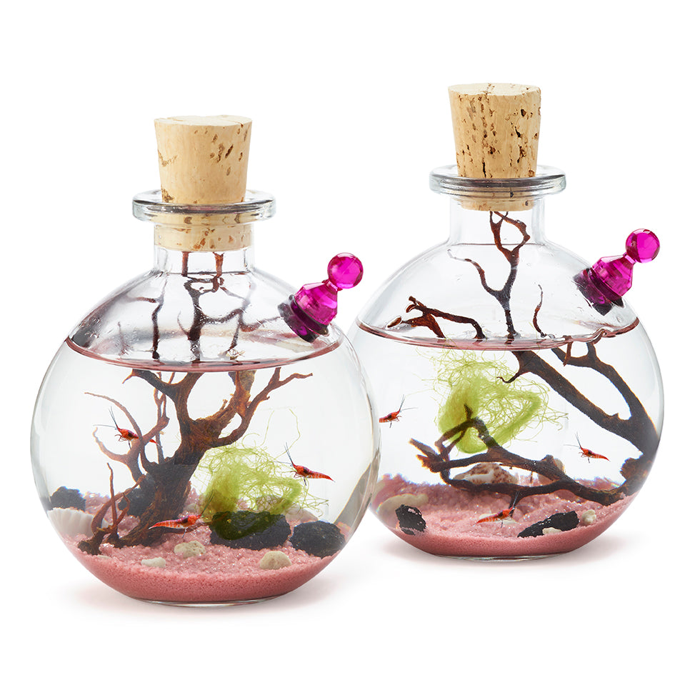 Shrimp Bubble Ecosystem - Duo