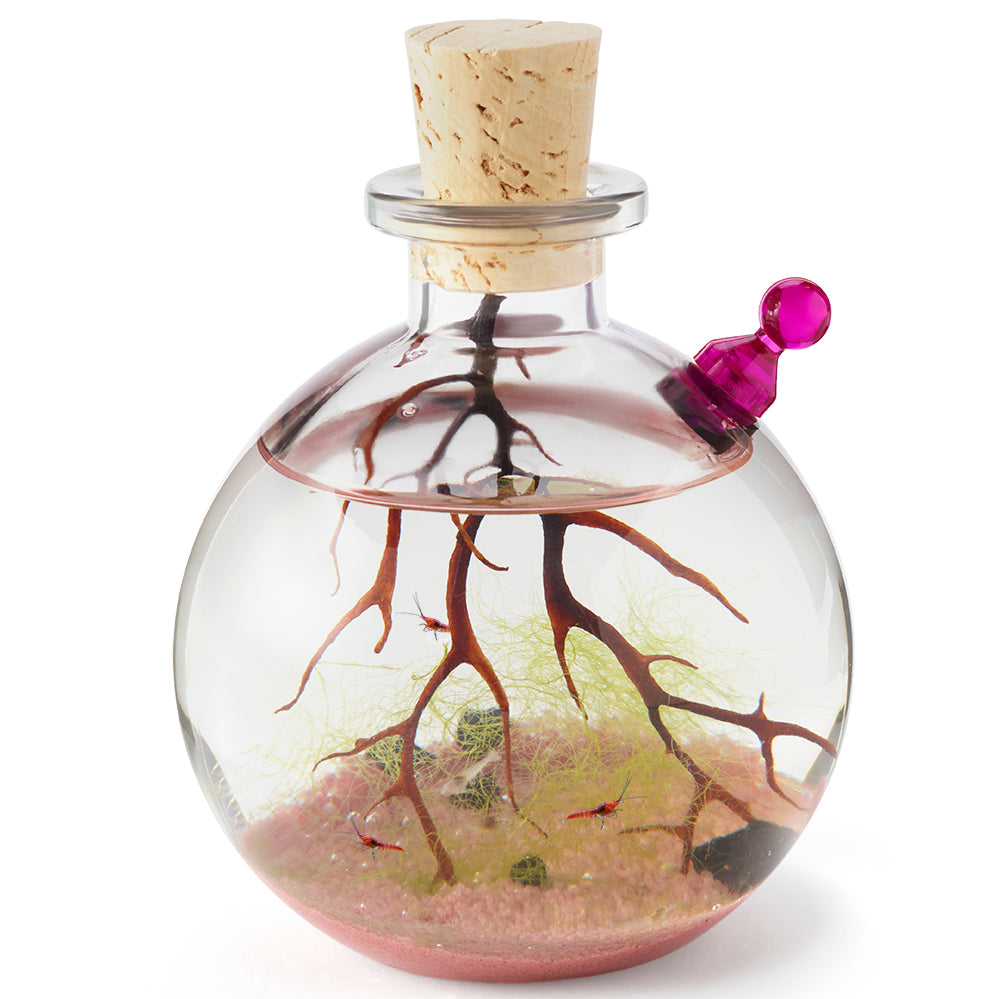 Your very own self-sustained micro-ecosystem