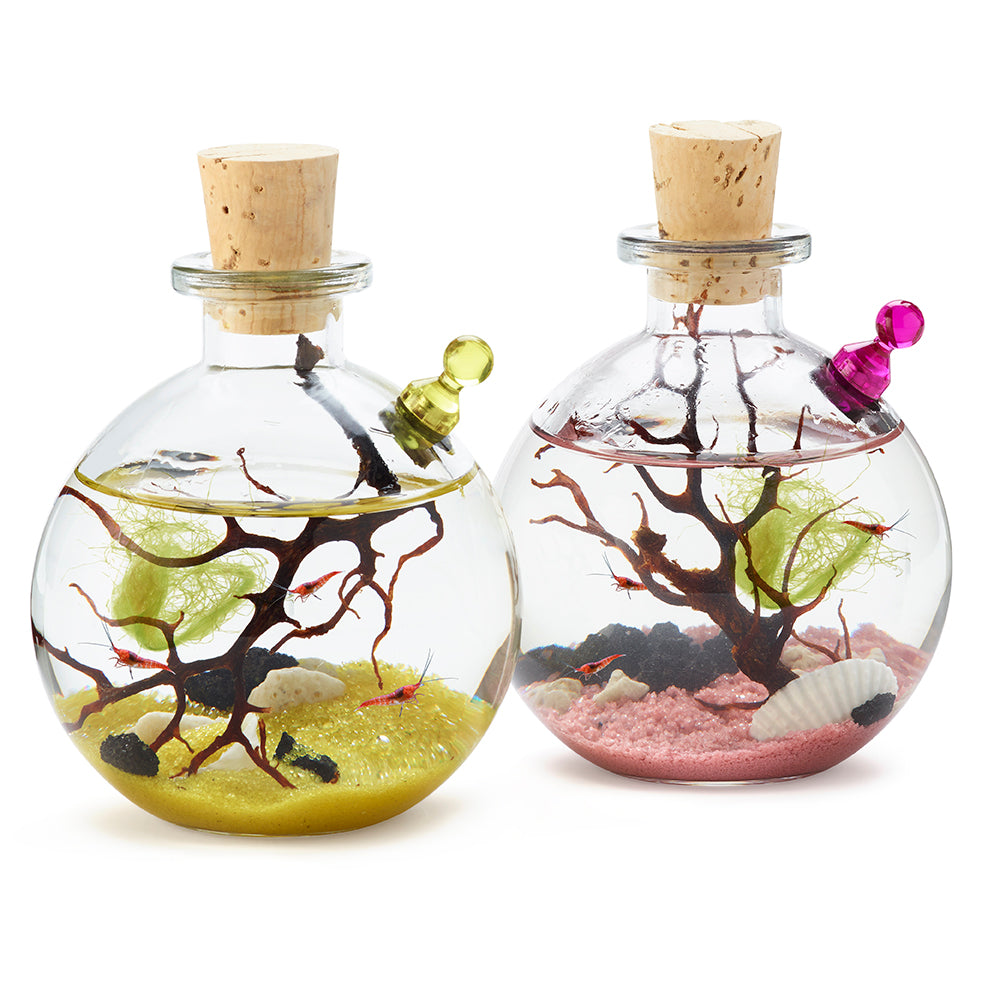 Shrimp Bubble Ecosystem - Duo