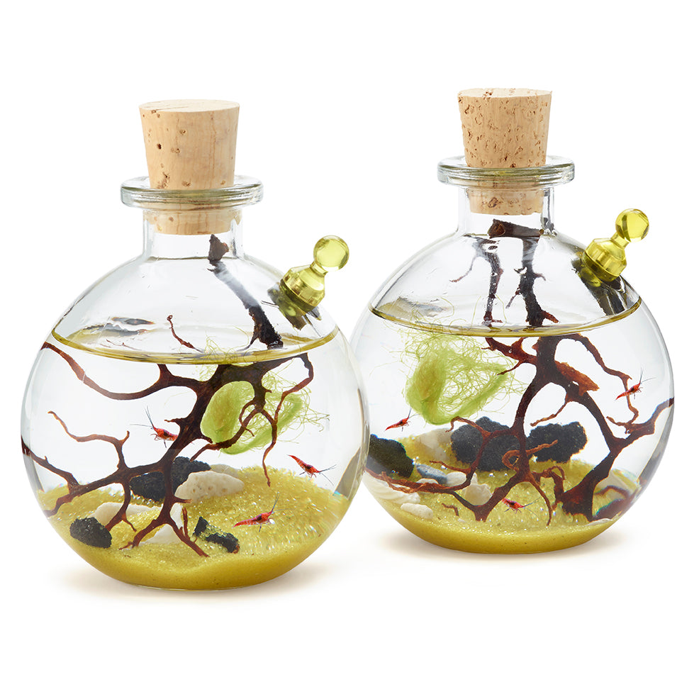 Shrimp Bubble Ecosystem - Duo