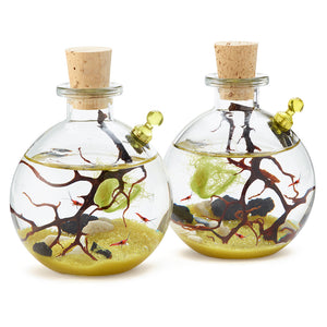 Shrimp Bubble Ecosystem - Duo