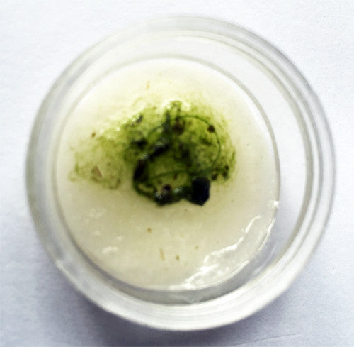 Shrimp Bubble Live Algae 