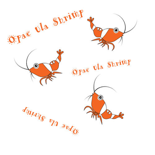 opae ula shrimp halocaridina rubra